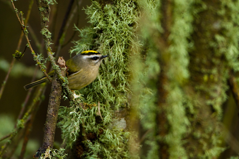 Golden-Crowned Kinglet